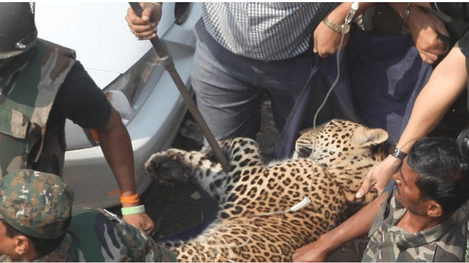 Forest Department personnel rescue a leopard from a house in Mulund, Maharashtra.