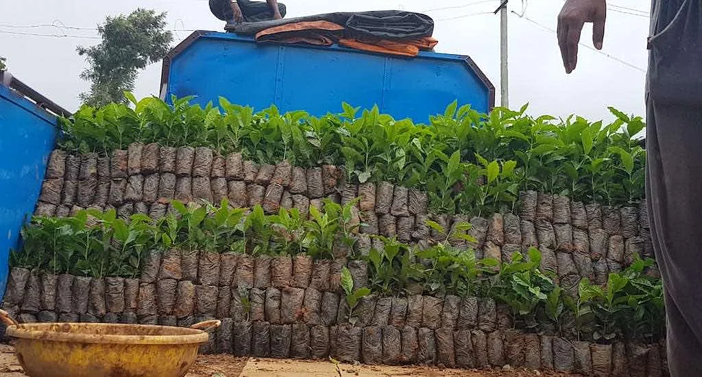 Coffee saplings from the nurseries of the southern states of India are ready to be planted.