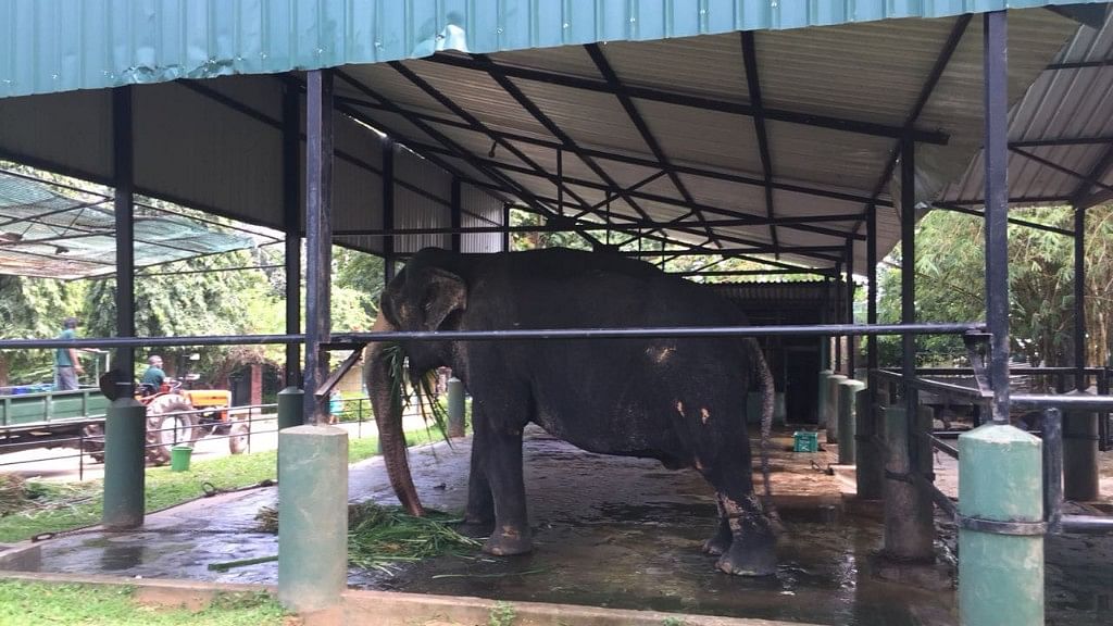 Bandula the ageing elephant stands with his feet chained in a small enclosure.