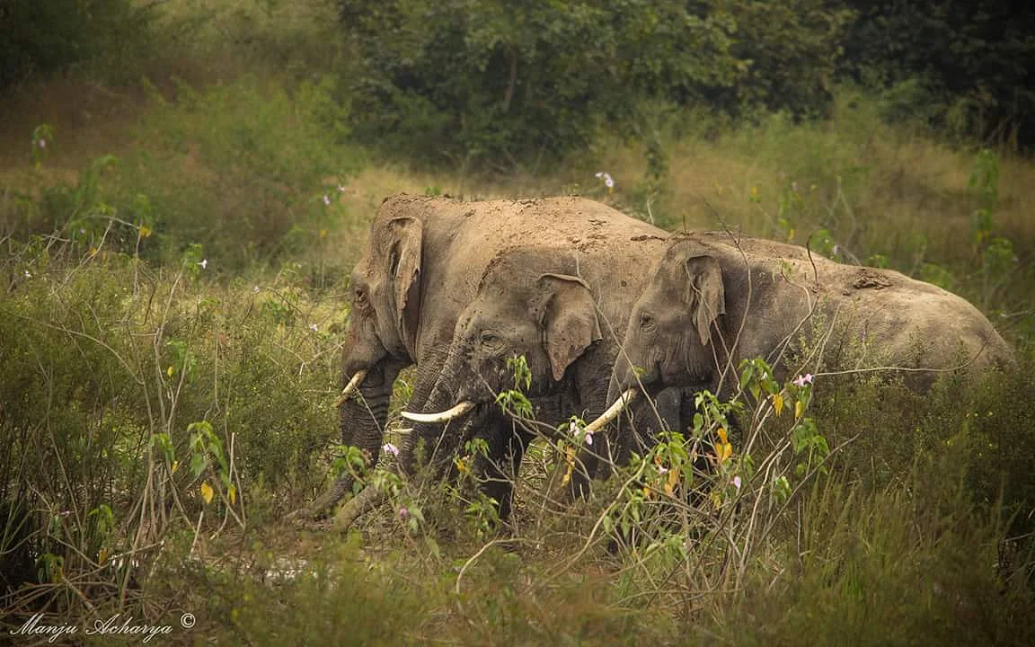The Tusker gang led by Ranga. 