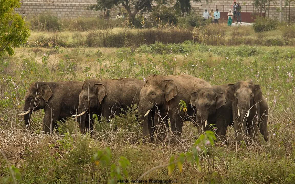 The Tusker gang led by Ranga. 