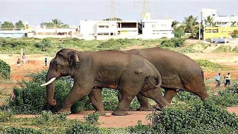 A file photo of Ranga (in front) and Sidda making their way through a village. 