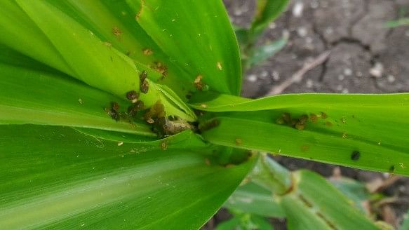 The pest could “put the maize production of the whole Asian continent at risk with dire economic consequences.”
