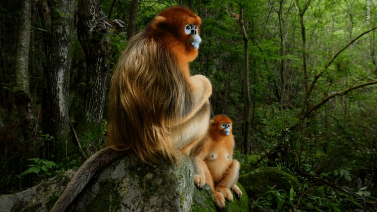 Golden snub-nosed monkeys in the Qinling mountains of China. Marsel van Oosten, Grand Title Winner 2018, Animal Portraits.