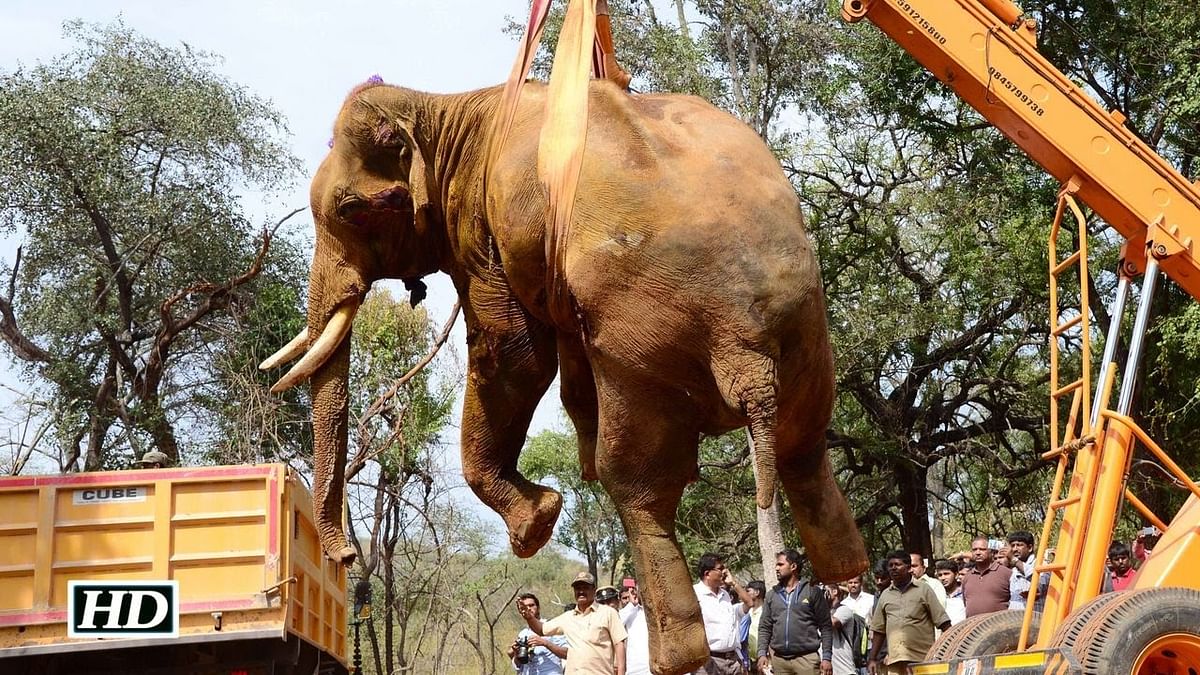 The 9-foot-tall, aged tusker was killed by a private bus in Nagarahole national park after a life of rebellion.