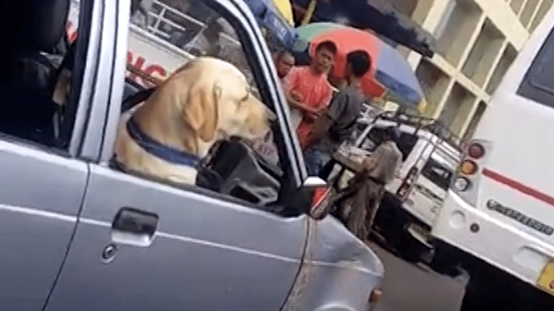 Dog caught driving a car in Meghalaya