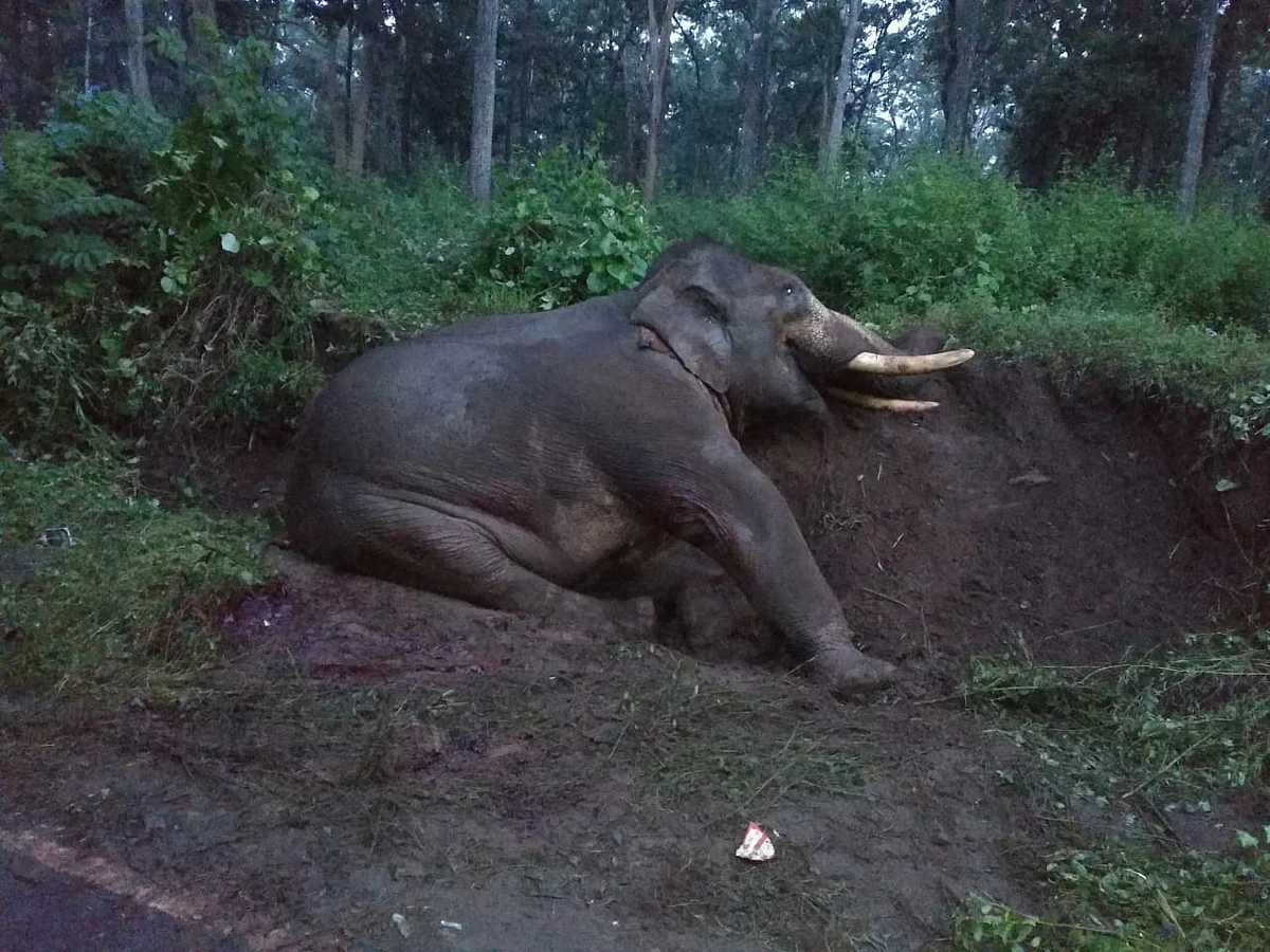 Ranga after the road accident on 8 October 2018. 