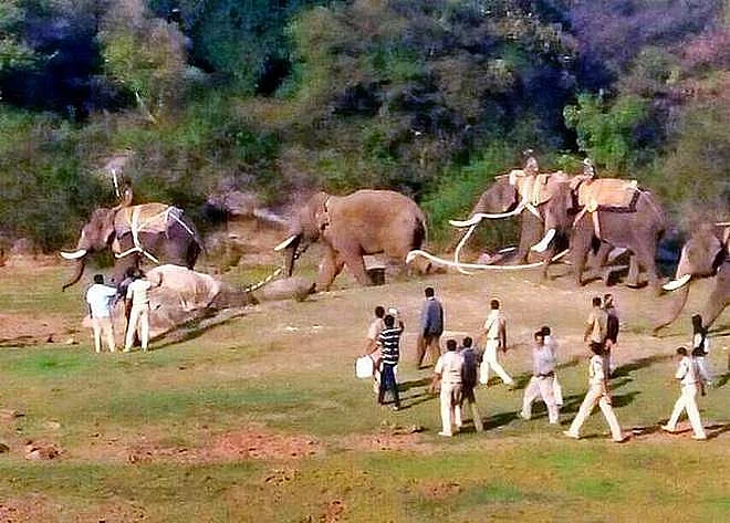 Ranga being taken out of the forest after his capture. 