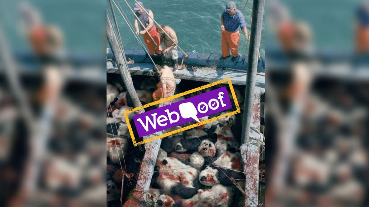 #WebQoof: Images Showing Dozens of Dead Pandas is Fake