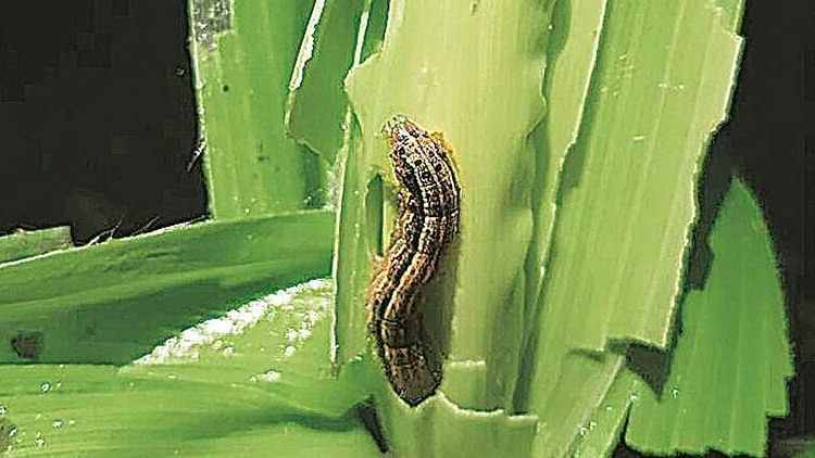 Fall armyworm larva feeding on maize crop.