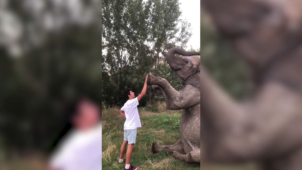 These cuddly elephants and their incredible relationship with humans is enough to warm the iciest hearts. 
