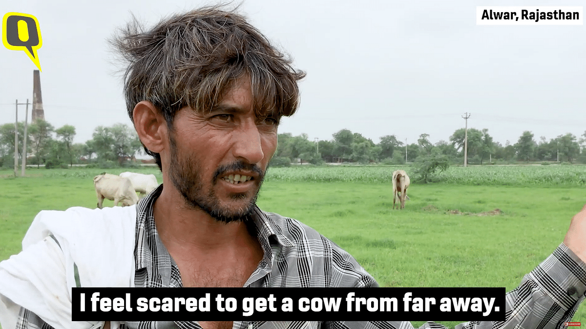 Documentary | Why mob lynchings by cow vigilantes in India are an organised crime.
