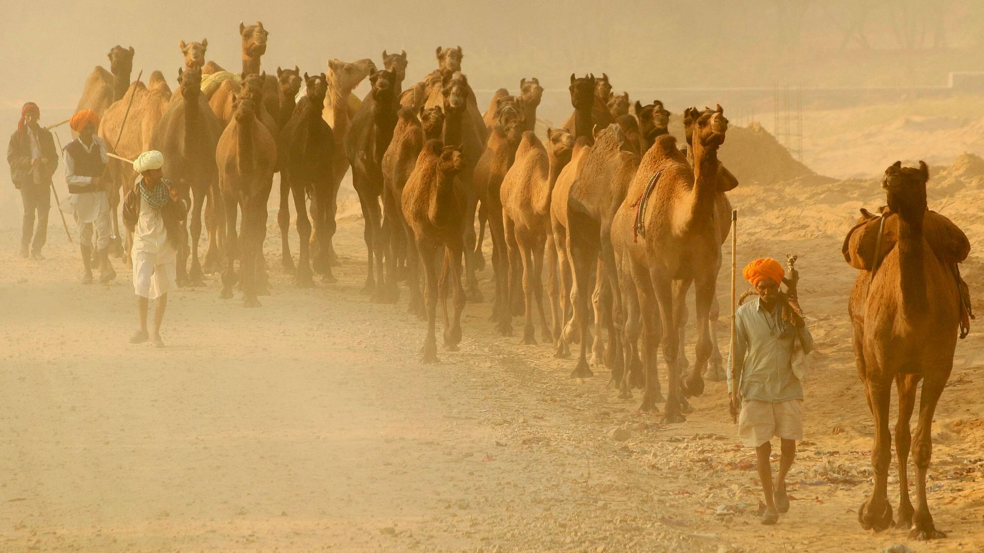 One of the world’s biggest camel fairs took place in Pushkar this week. Traders are seen arriving with their livestock.&nbsp;