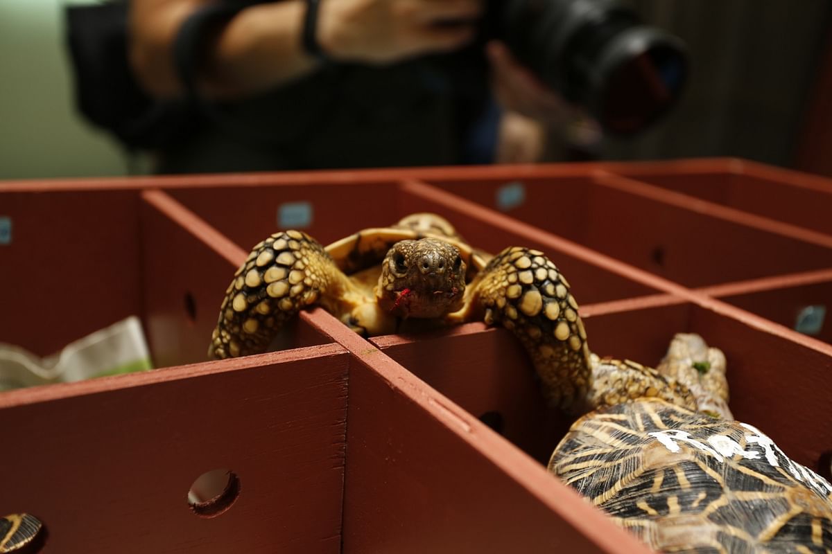 The tortoises will be returned to their natural habitat in Karnataka’s forests after being trafficked to Singapore.