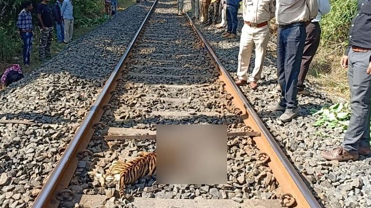 Two tiger cubs were killed on Thursday, 15 November, after being hit by a train in Maharashtra’s Chandrapur district, over 150 kilometres from Nagpur