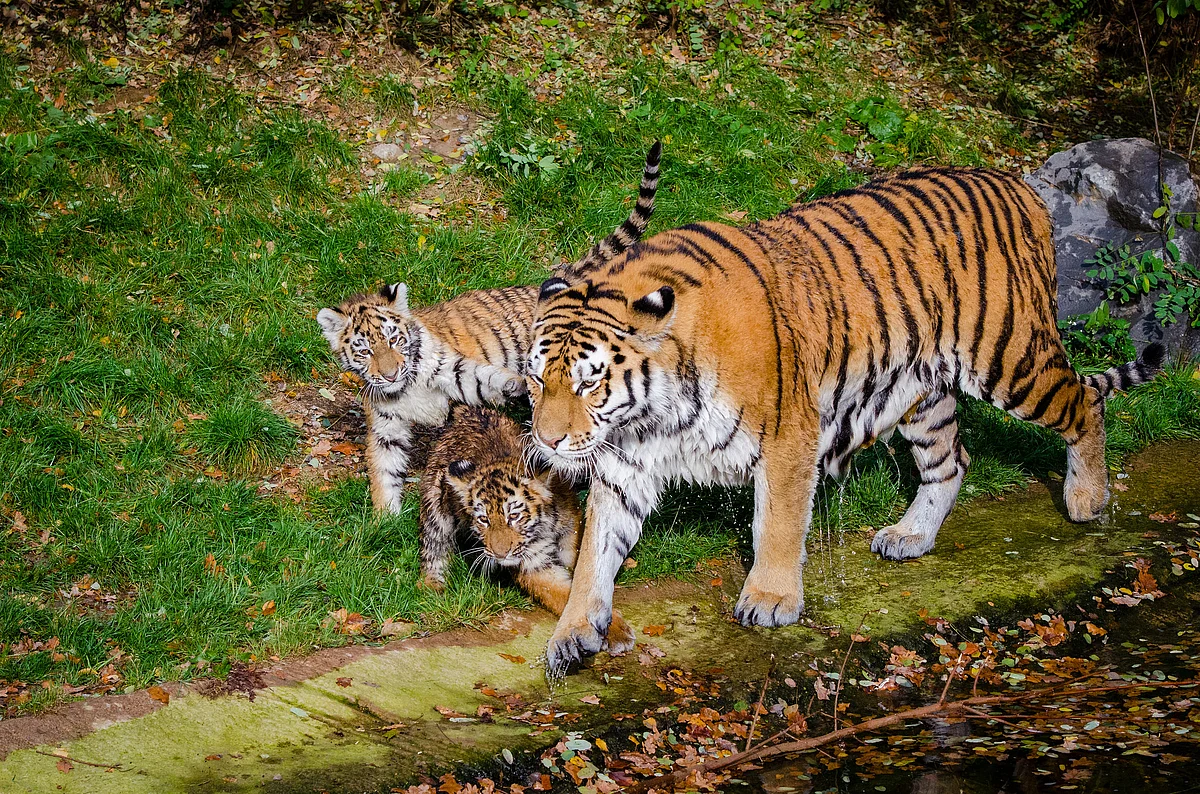 Tigress Avni has left behind two nine-month-old cubs. This is a representational image.