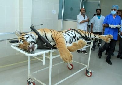 The carcass of tigress Avni or T1 arrives for an autopsy at Gorewada Rescue Centre in Nagpur on 3 November 2018.&nbsp;