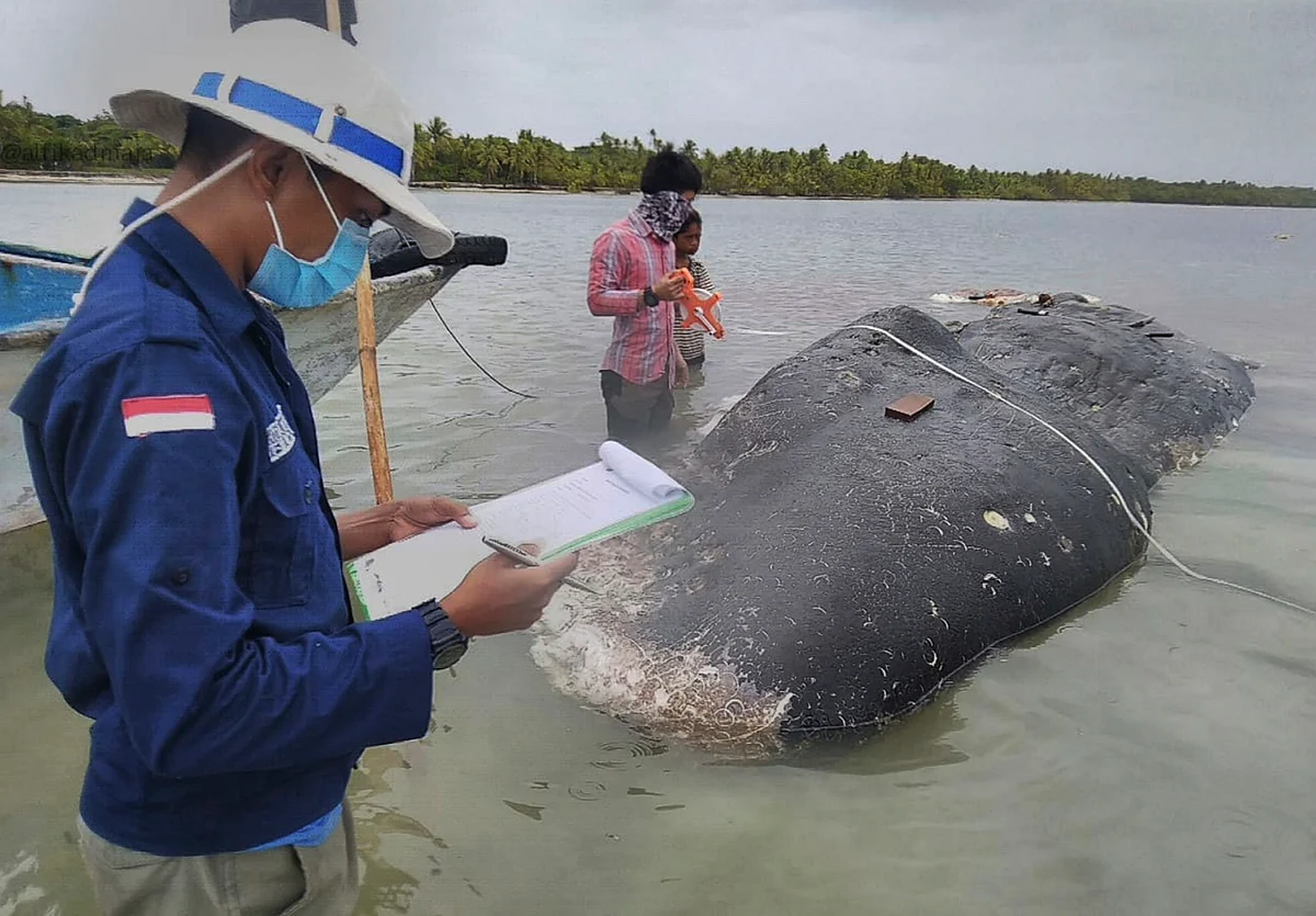 115 Plastic Cups, 2 Flip-Flops Found in a Dead Whale’s Stomach