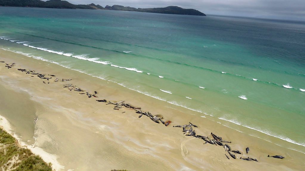 Pilot whales lie beached at Mason Bay, Rakiura on Stewart Island, New Zealand.