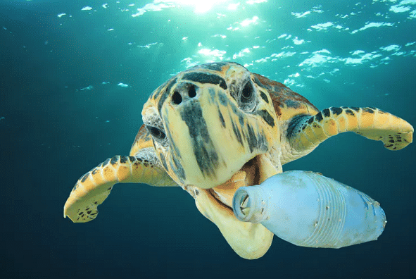 What will happen to all the plastic once it is collected from the oceans. Where will it end up next?