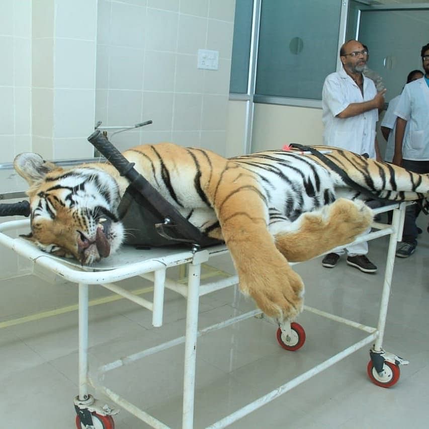 Tigress Avni, who is believed to be responsible for the deaths of 13 people, was killed in Maharashtra’s Yavatmal.