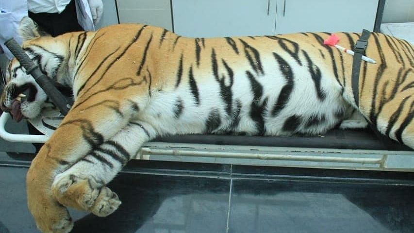 The man-eater tigress, known as T1 or Avni, was shot dead on 2 November.