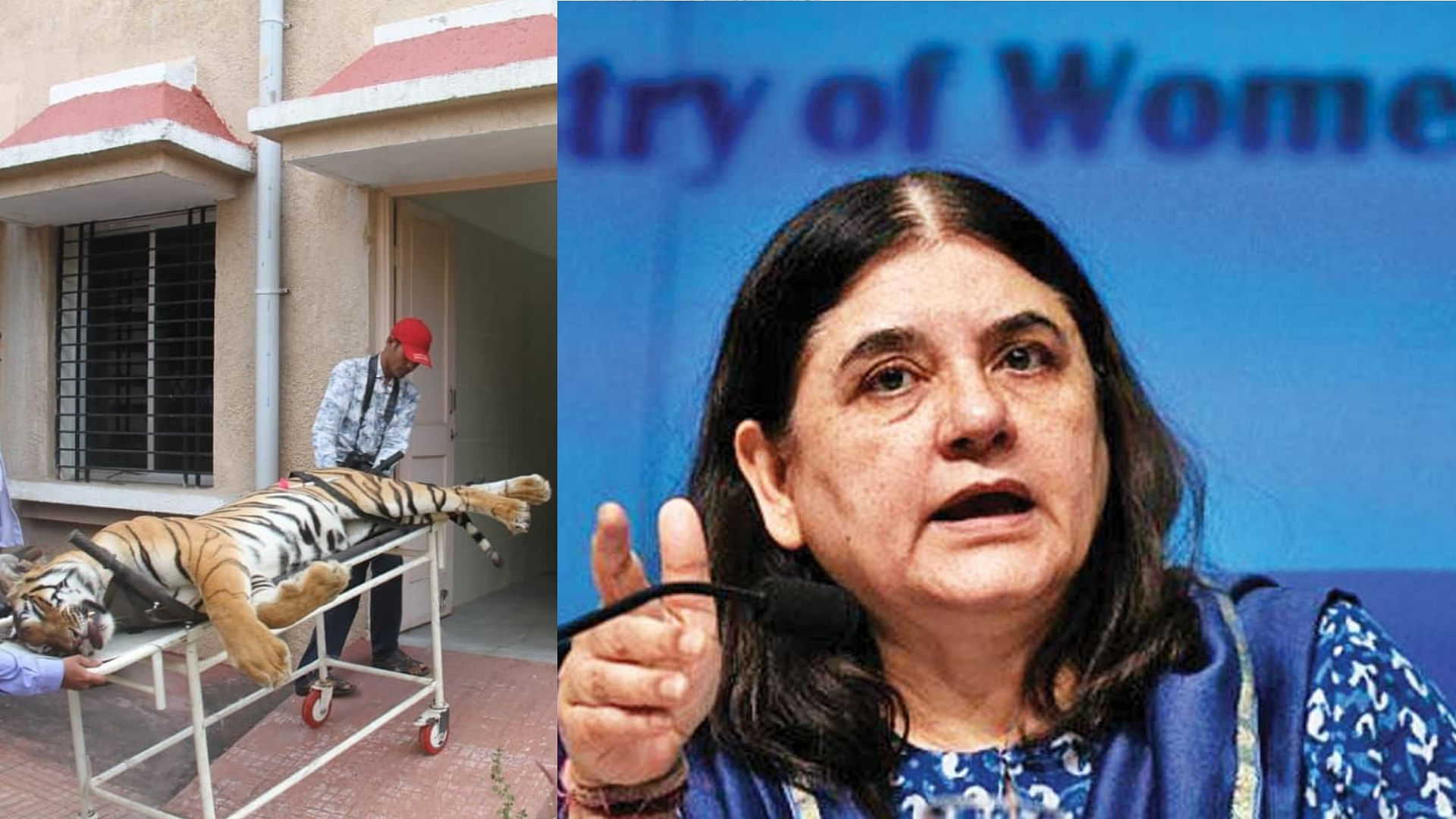 In a series of tweets, Women and Child Development Minister Maneka Gandhi condemned the killing of tigress Avni.
