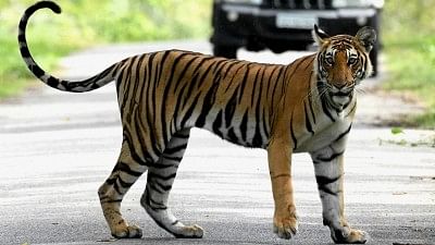 Representative image of a tiger.&nbsp;