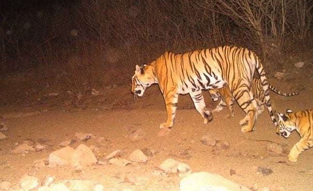 Uddhav Thackeray’s rally to take place in Pandharpur today, tigress Avni’s cub gets a home in Pench & other stories