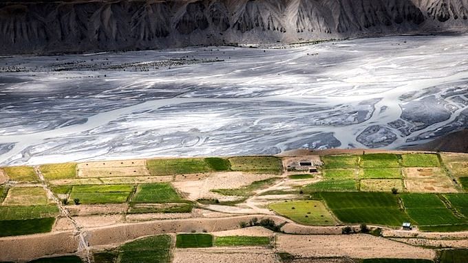 Pea fields along Spiti River near Rangrik village in Himachal Pradesh.