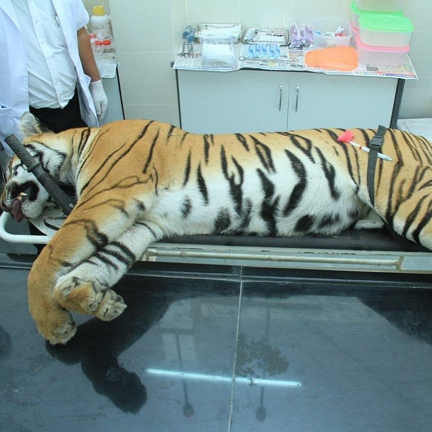 Tigress Avni, who is believed to be responsible for the deaths of 13 people, was killed in Maharashtra’s Yavatmal.