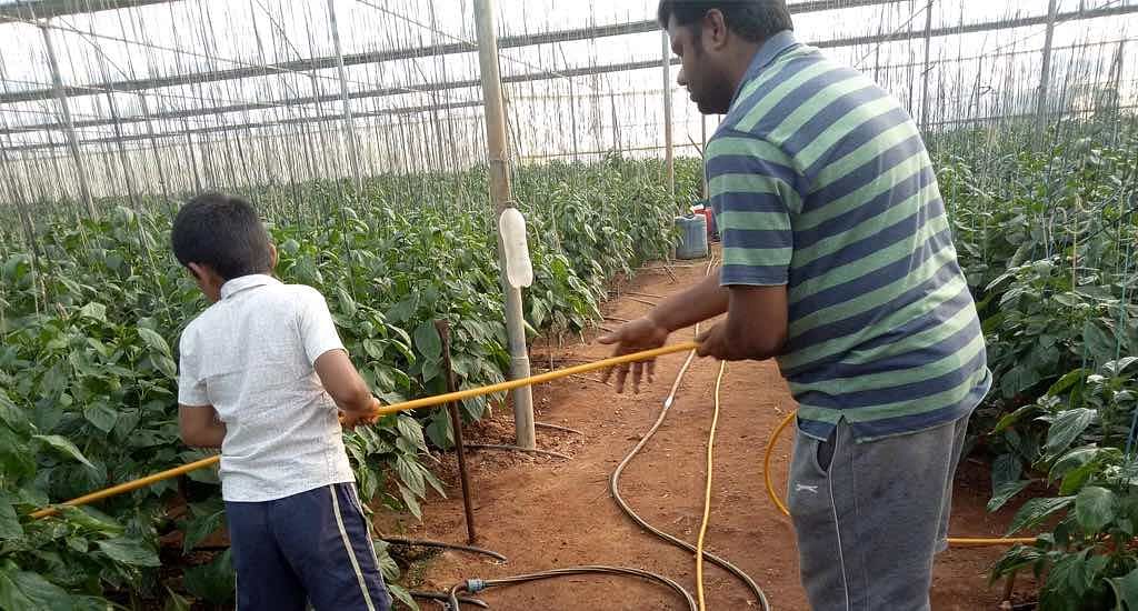 About 2,000 acres are under hi-tech cultivation in Krishnagiri district.