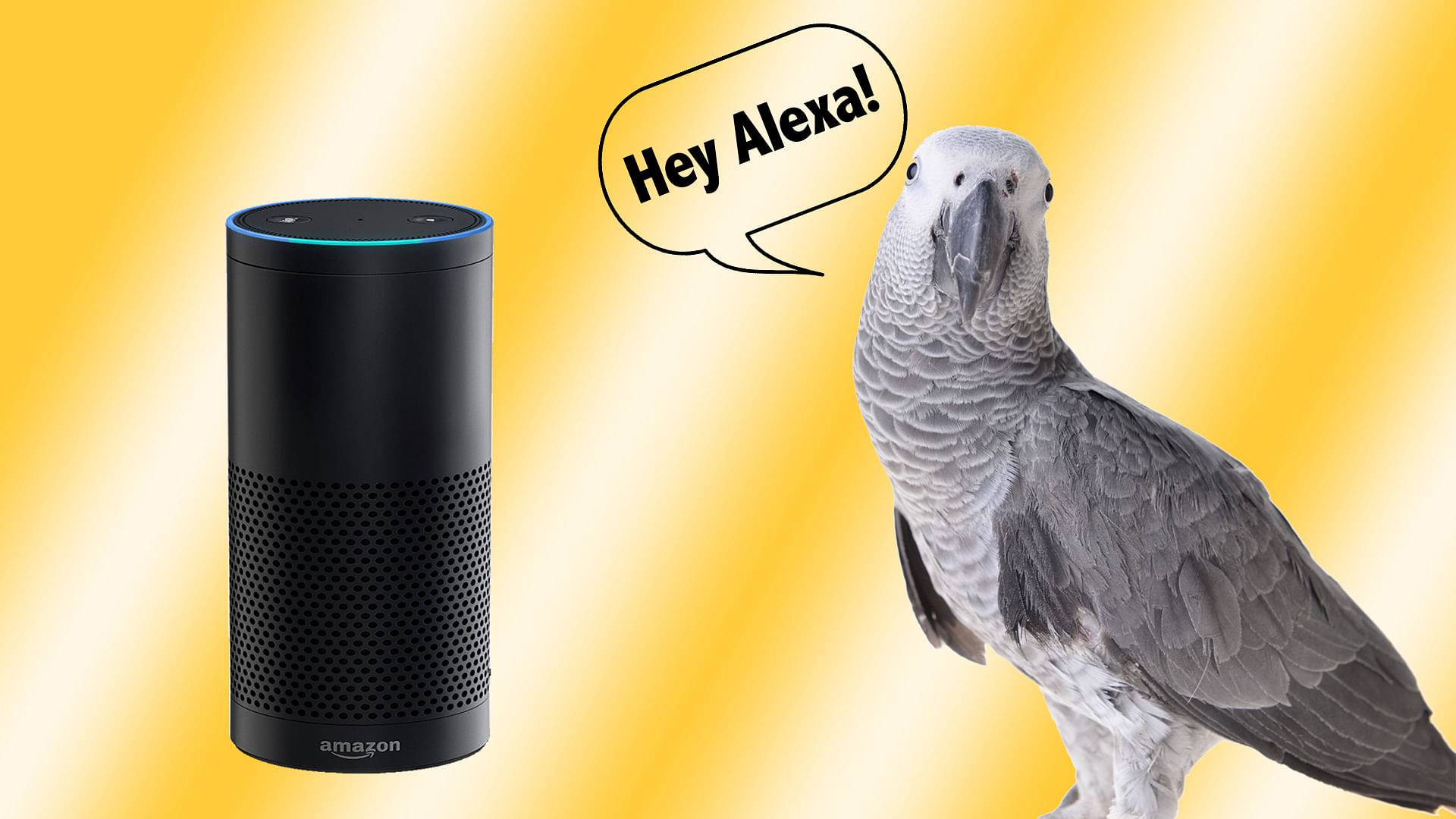 Rocco, the African Grey parrot, has quite a rapport with Alexa.&nbsp;