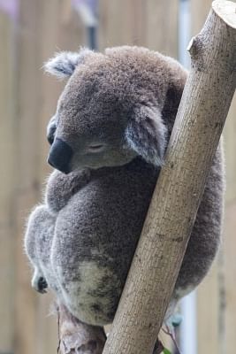 Entire koala population could be 'wiped out' by wildfire