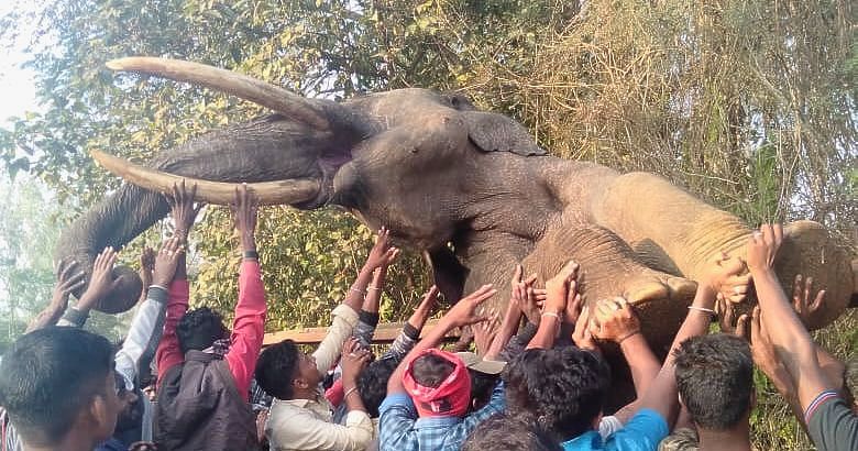 Elephant Dies While Trying To Cross Railway Fence Near Nagarhole National  Park in Karnataka
