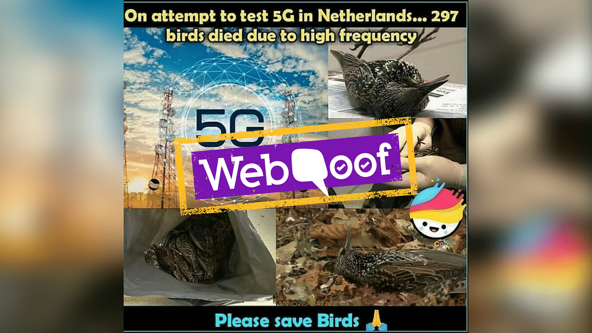 Did 297 Birds Die Because of a 5G Experiment in Netherlands?
