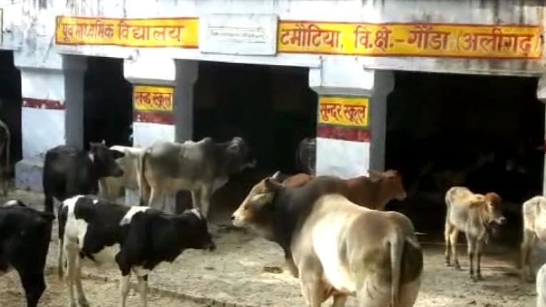 Stray cattle locked in government school in Aligarh.