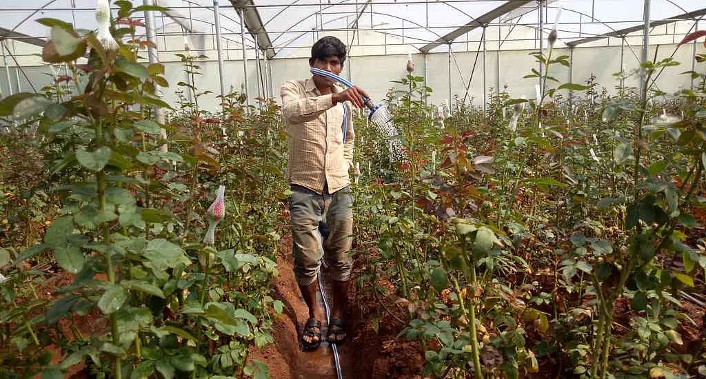 About 2,000 acres are under hi-tech cultivation in Krishnagiri district.