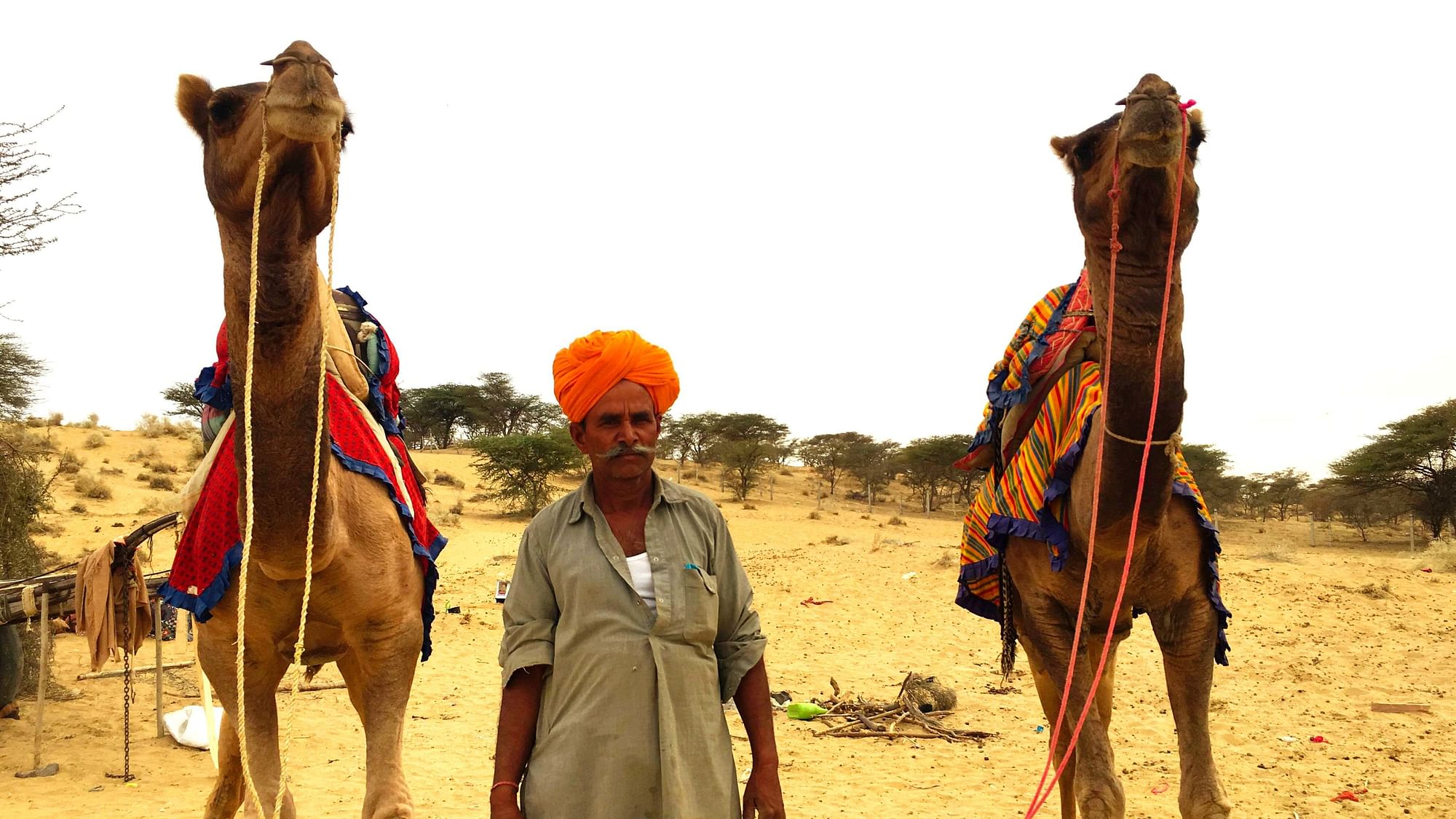 As a part of The Quint‘s election coverage, we reached the Sam desert in Jaisalmer, Rajasthan to learn what a day in the lives of a camel breeder entails.