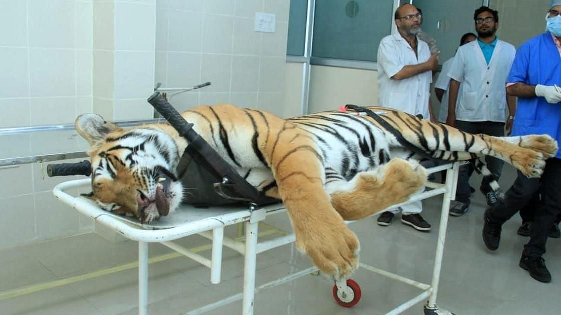 A final report on the killing of Tigress Avni in Maharashtra last month exposes loopholes in sharpshooter Ashgar Ali Khan’s theory that that it was killed in self-defence.