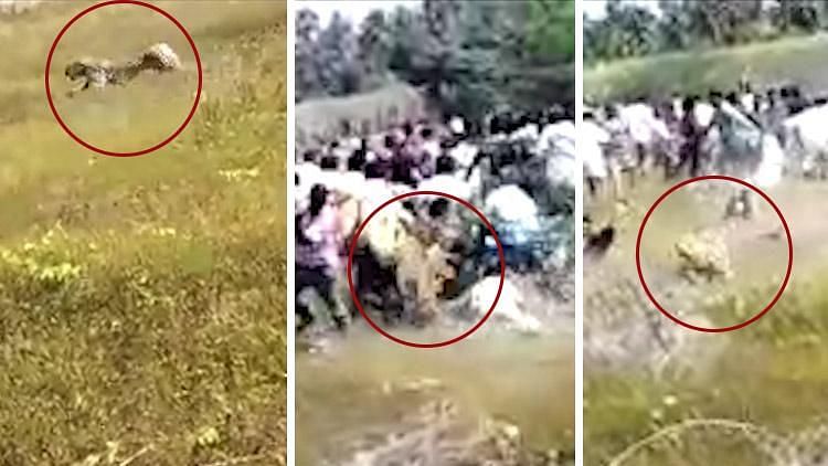 The video, which has gone viral on social media, shows a group of people assembled in a field and a leopard charging at them in full vigour.