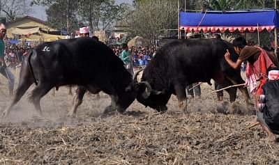Morigaon: Buffalo fight organised as part of Bhogali Bihu celebrations, underway in Assam