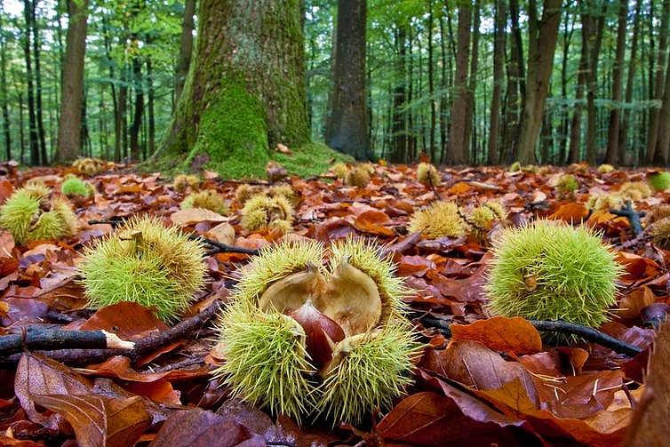Chestnuts lying on the ground in autumn near a chestnut tree.