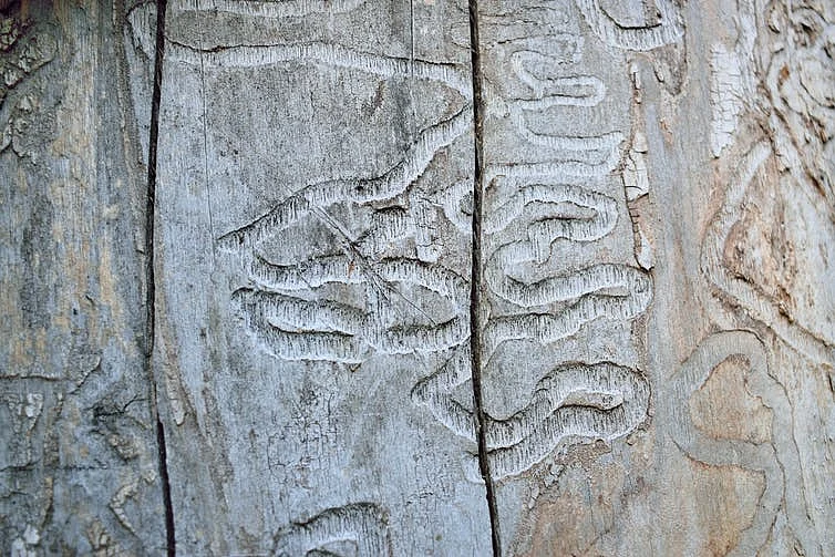 The emerald ash borer feeds on ash trees, damaging and eventually killing them.