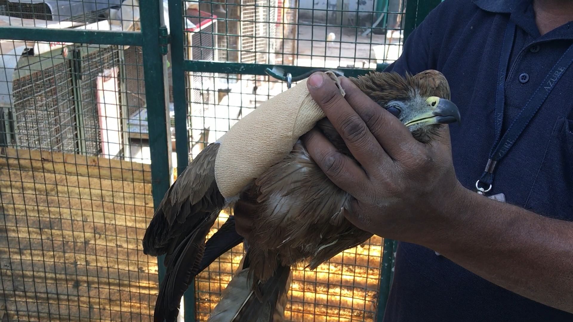 An injured kite recuperates after its feathers were transplanted in a radical surgery conducted at Jivdaya Trust in Ahmedabad.