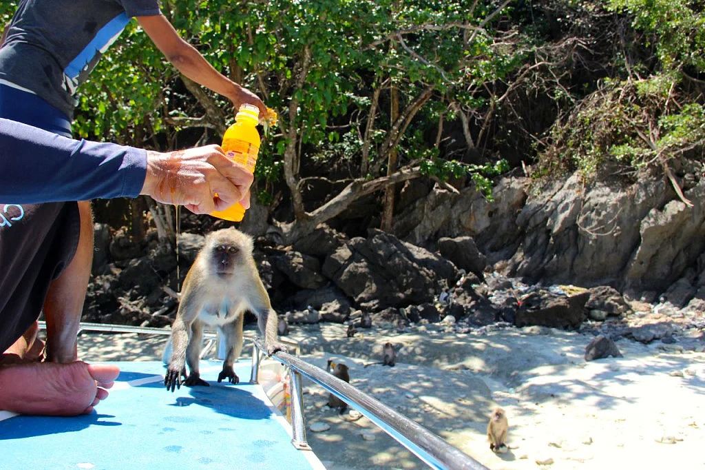 The monkeys at Monkey Bay are awfully clever chaps.