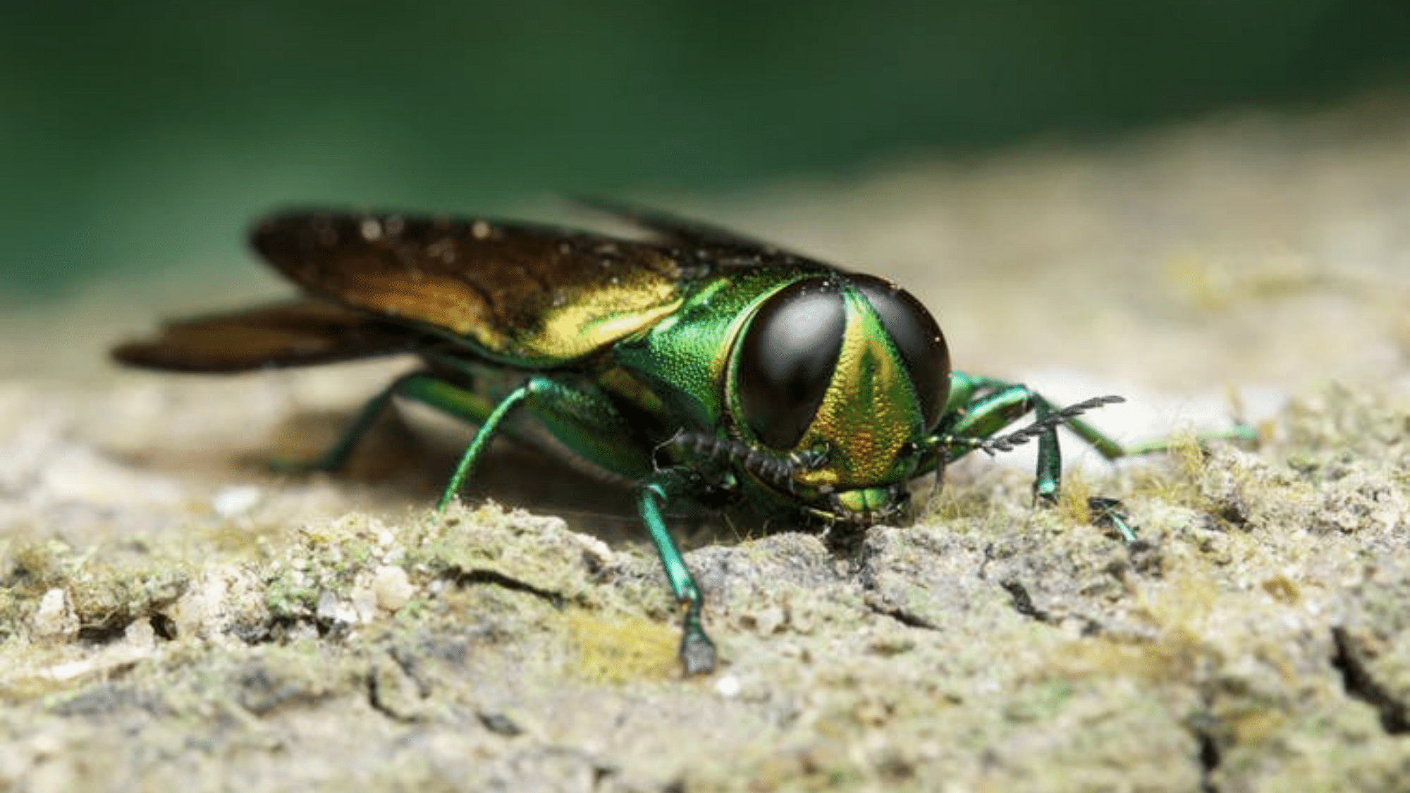 The emerald ash borer is destroying ash trees in 31 states.