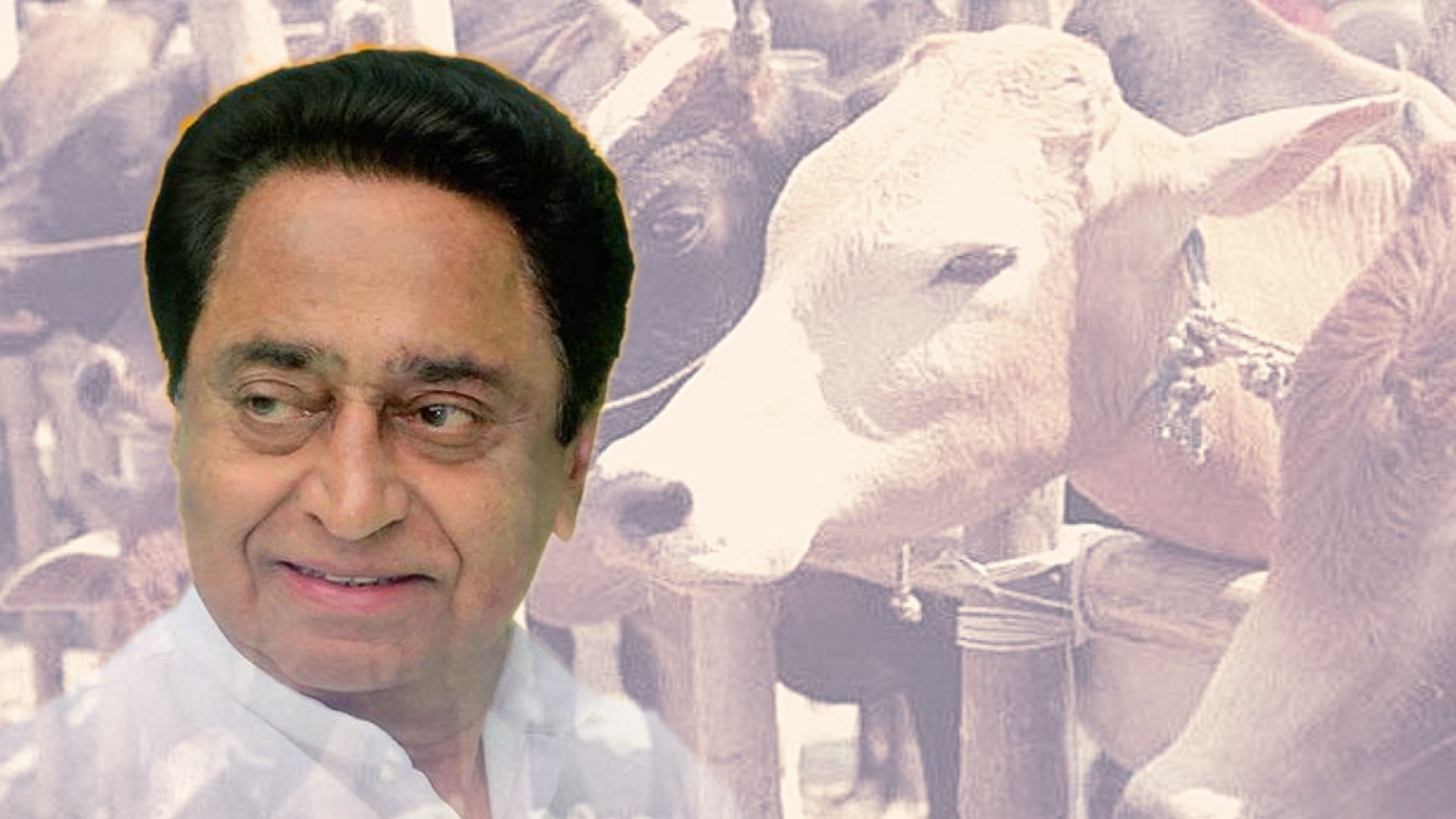 The Madhya Pradesh government will set up 1,000 ‘gaushalas’ or cow shelters in the state in the next four months.