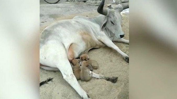 Cow adopts four puppies. &nbsp;