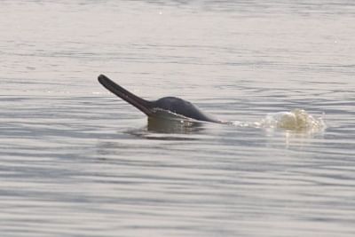 A surfacing Gangetic river dolphin. (Photo: Ravindra Sinha)